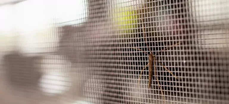 Repair Mosquito Mesh For Windows in Cocoa, FL